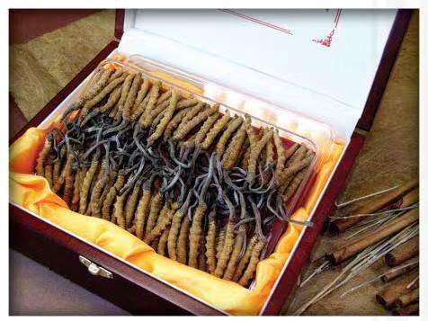 循化冬虫夏草回收